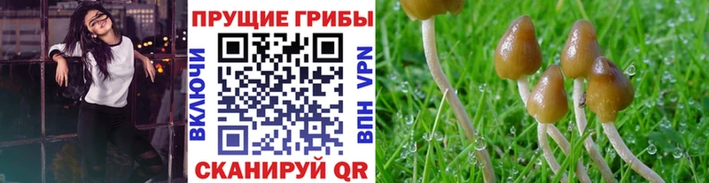 где найти   Ханты-Мансийск  Псилоцибиновые грибы прущие грибы 
